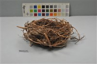 藏品(鳥巢)的圖片